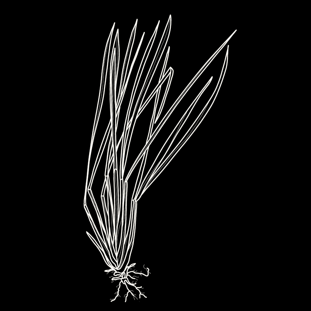 Lemongrass Monograph
