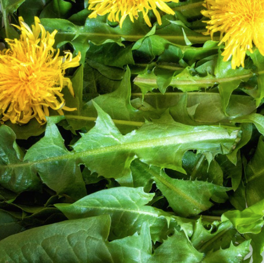 Dandelion Leaf | Organic Loose Leaf Herb