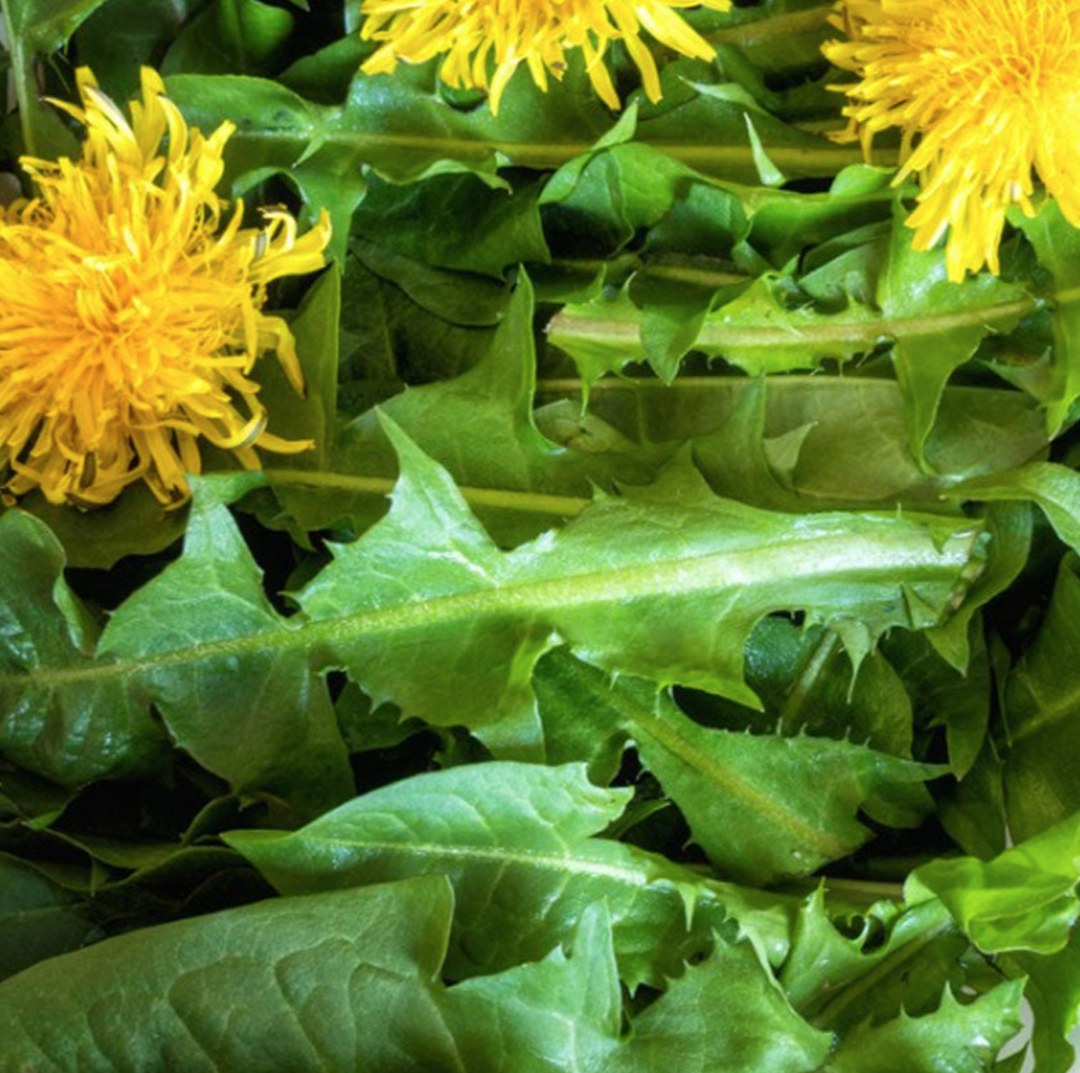 Dandelion Leaf