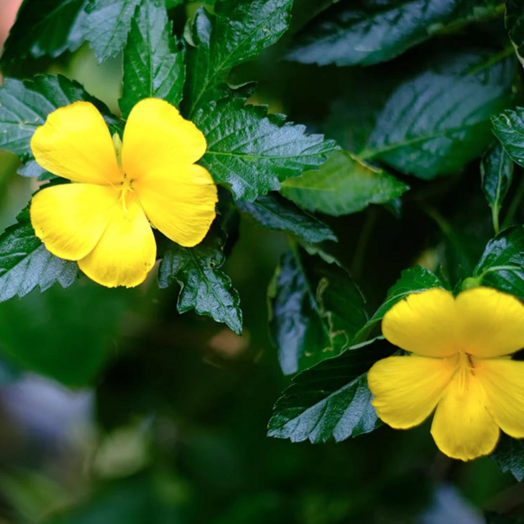 Damiana Leaf | Organic Loose Leaf Herb