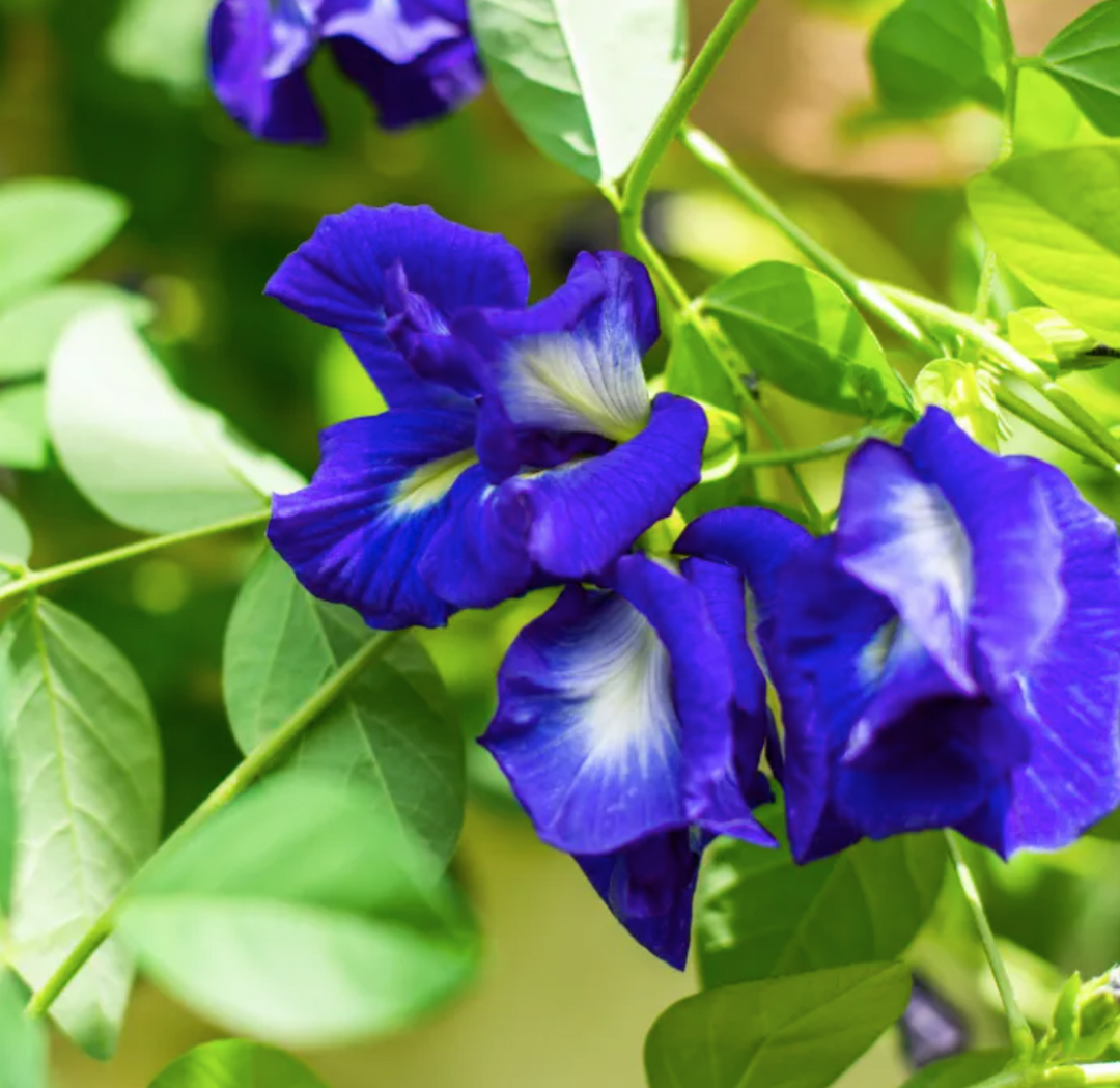 Butterfly Pea Herb & Flower | Organic Loose Leaf Herb