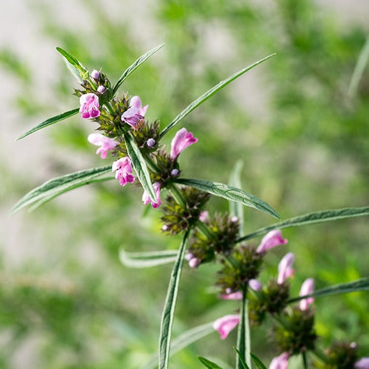 Motherwort Herb