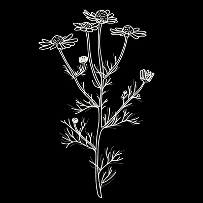 Chamomile Monograph