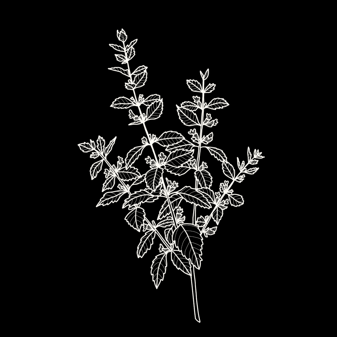 Lemon Balm Monograph
