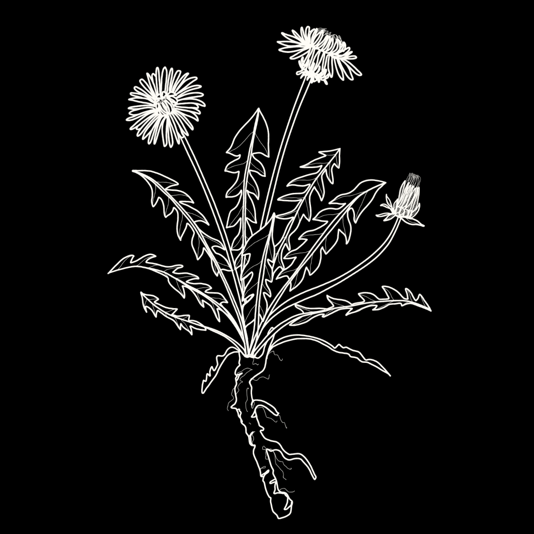 Dandelion Monograph