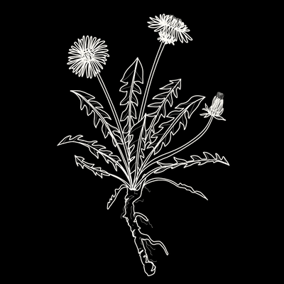 Dandelion Monograph