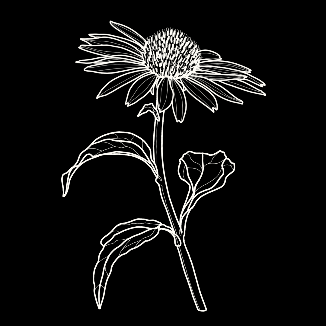 Echinacea Monograph
