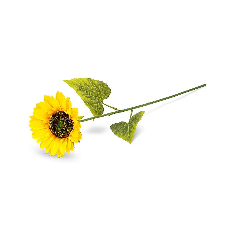 Single Sunflower Stem