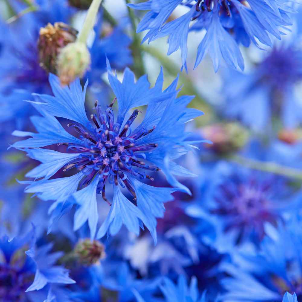 Loose Leaf Herb | CORNFLOWER (Blue)