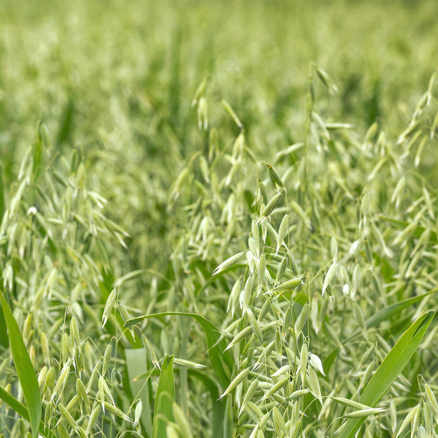 Green Oat Straw | Organic Loose Leaf Herb