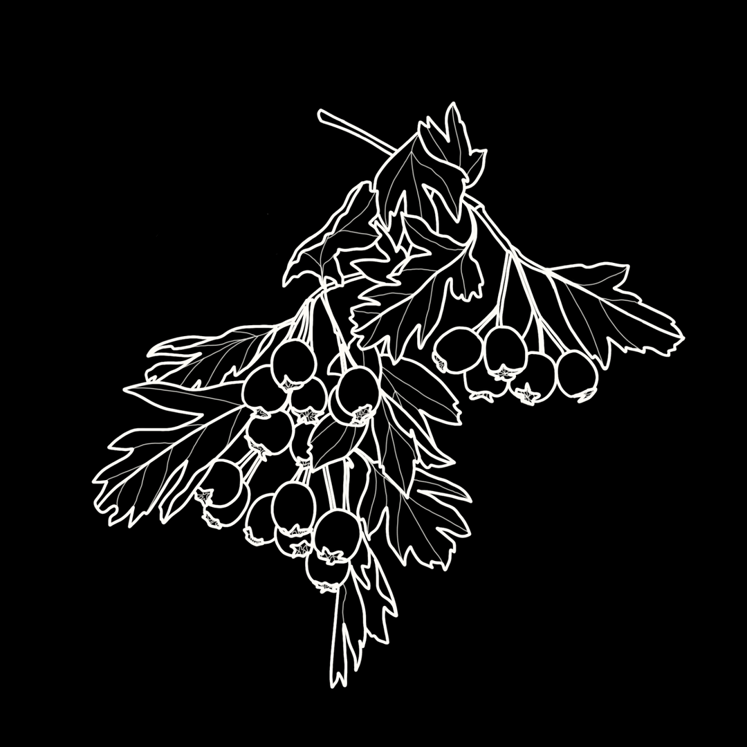 Hawthorn Leaf & Flower