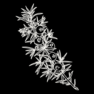Juniper Berries