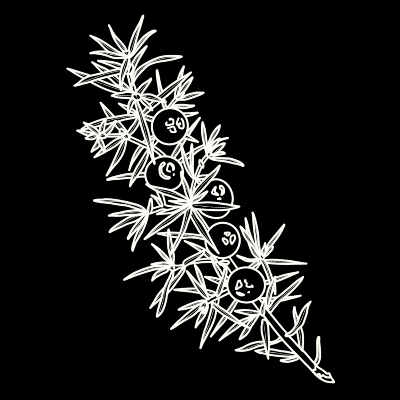 Juniper Berries