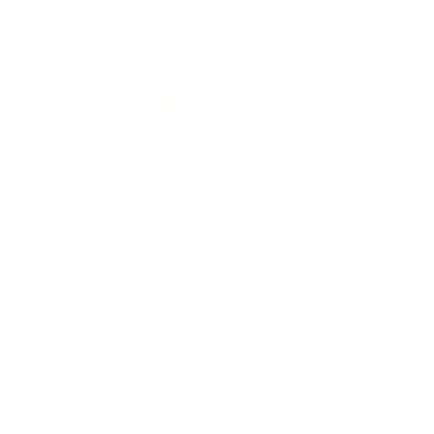 Echinacea Root