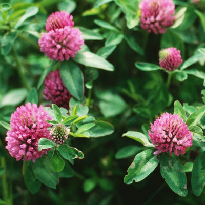 Red Clover Leaf