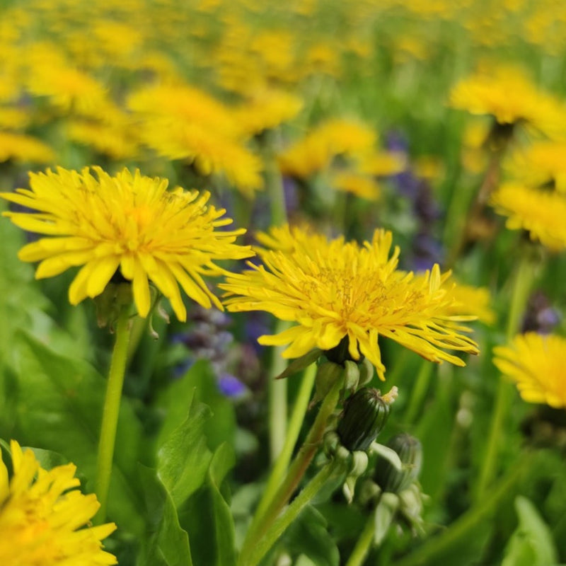 Dandelion Root