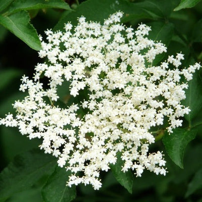 Elderflower