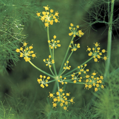 Fennel Seed