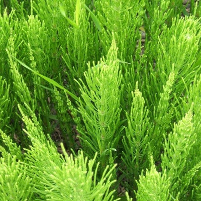 Horsetail