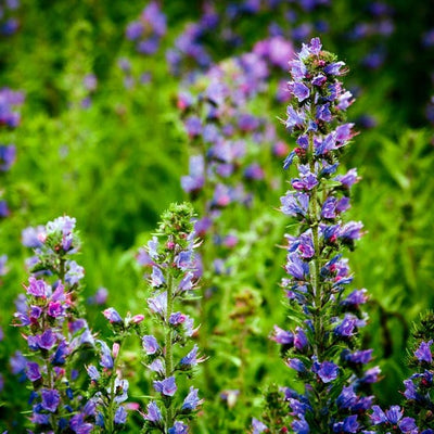 Hyssop
