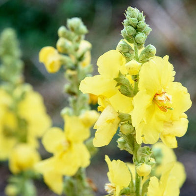 Mullein Leaf