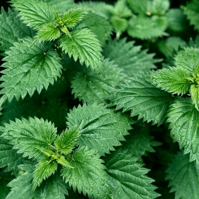 Nettle Leaf