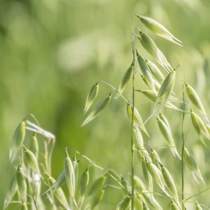Oatstraw Greentops