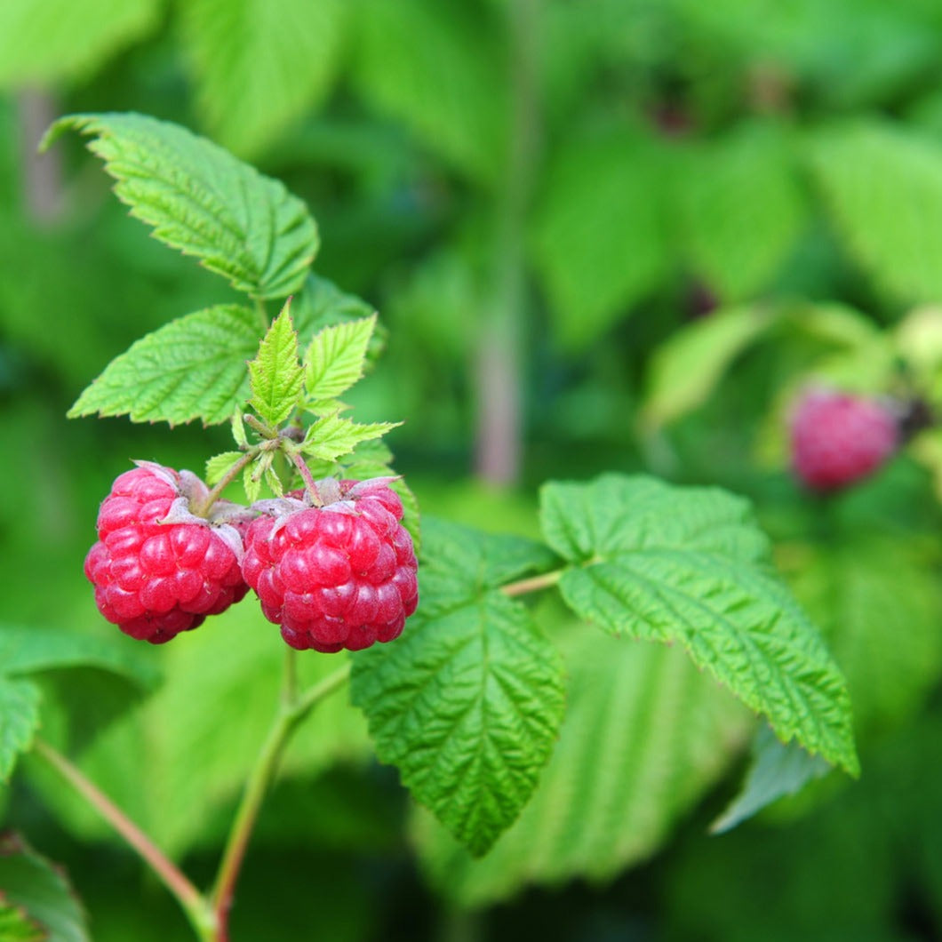 Red Raspberry Leaf | Organic Loose Leaf Herb