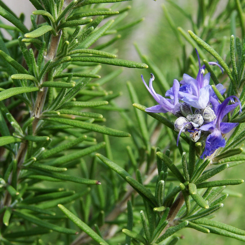 Rosemary Leaf