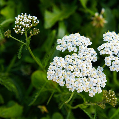 Yarrow Herb & Flower